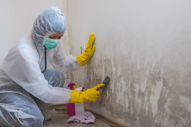 Forensic Mold Investigation in Rankin, PA